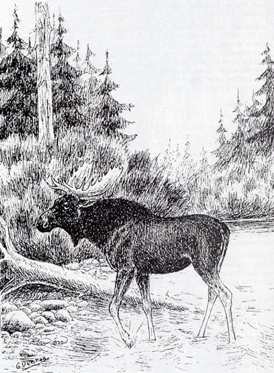 Sketch of moose