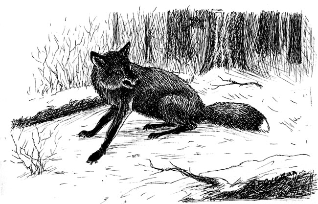 Fox sketch